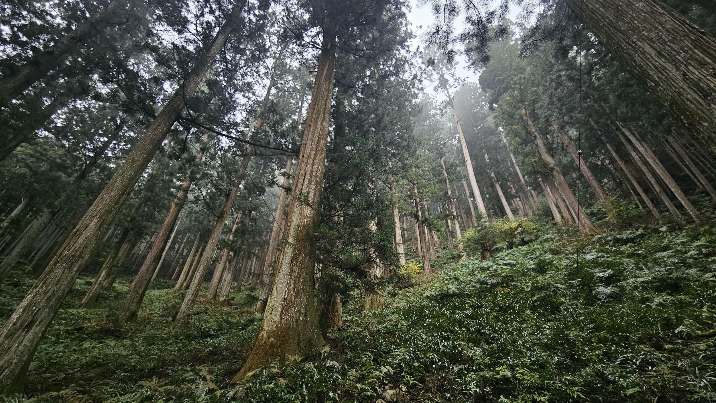 Yoshino wood and the future of Japan’s forests